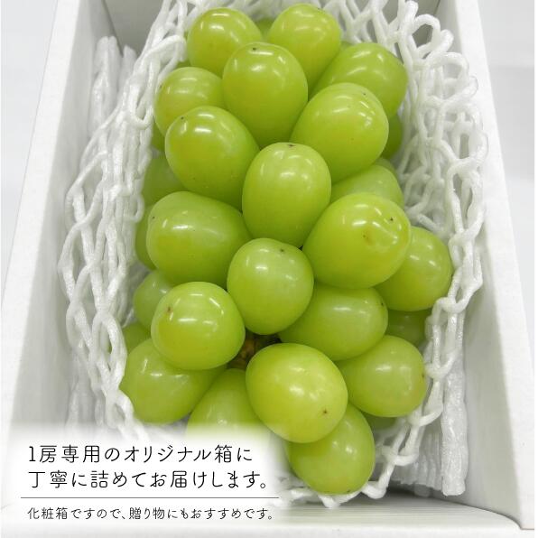 【2026年先行予約9月発送開始】特大シャインマスカット 大粒厳選品1房 /700g以上 | シャインマスカット