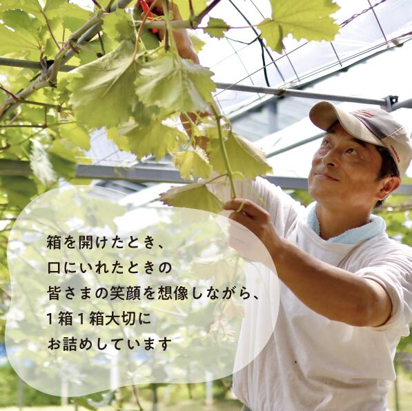 【2026年先行予約9月発送開始】特大シャインマスカット 大粒厳選品1房 /700g以上 | シャインマスカット