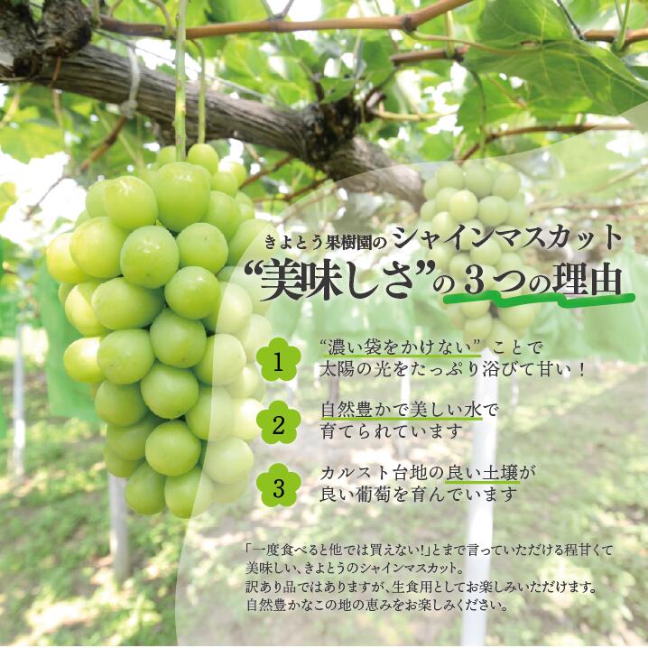 【訳あり】シャインマスカット ご家庭用/約2.2kg (岡山県産)【KF-B015-04】
