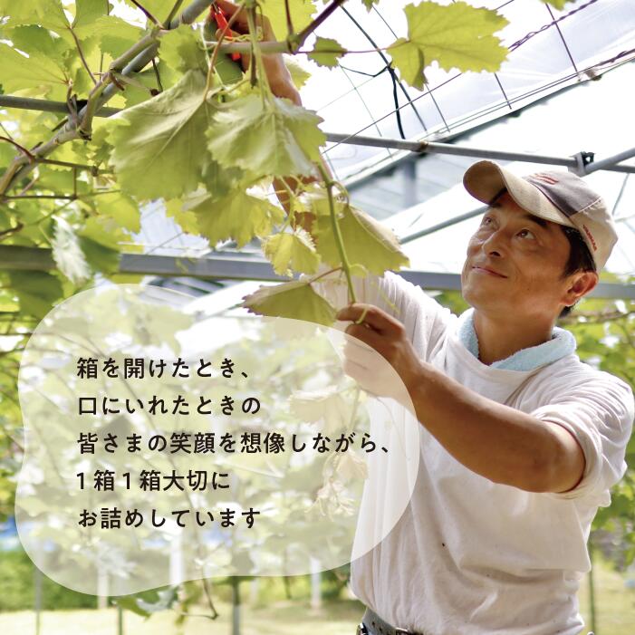 【訳あり】シャインマスカット ご家庭用/約2.2kg (岡山県産)【KF-B015-04】