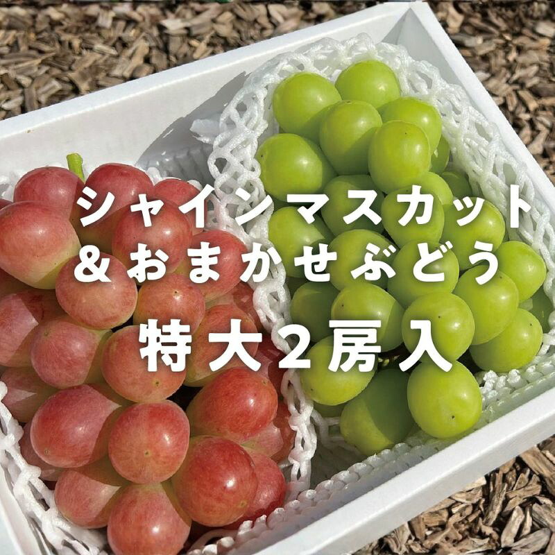 シャインマスカット&おまかせぶどう 特大2房入/計1.3kg～ 【KF-B022-02】