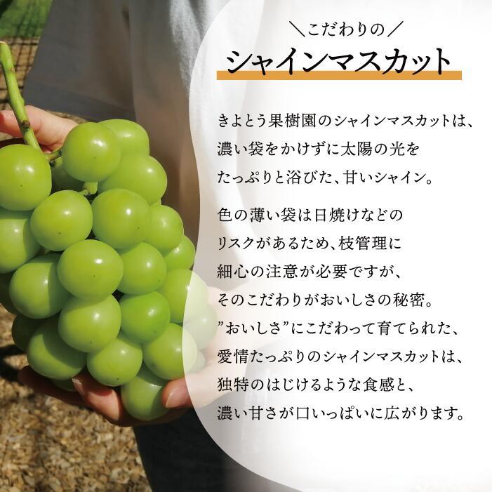 シャインマスカット&おまかせぶどう 特大2房入/計1.3kg～ 【KF-B022-02】