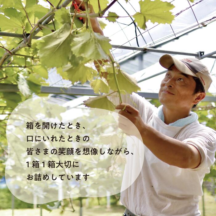シャインマスカット&おまかせぶどう 特大2房入/計1.3kg～ 【KF-B022-02】