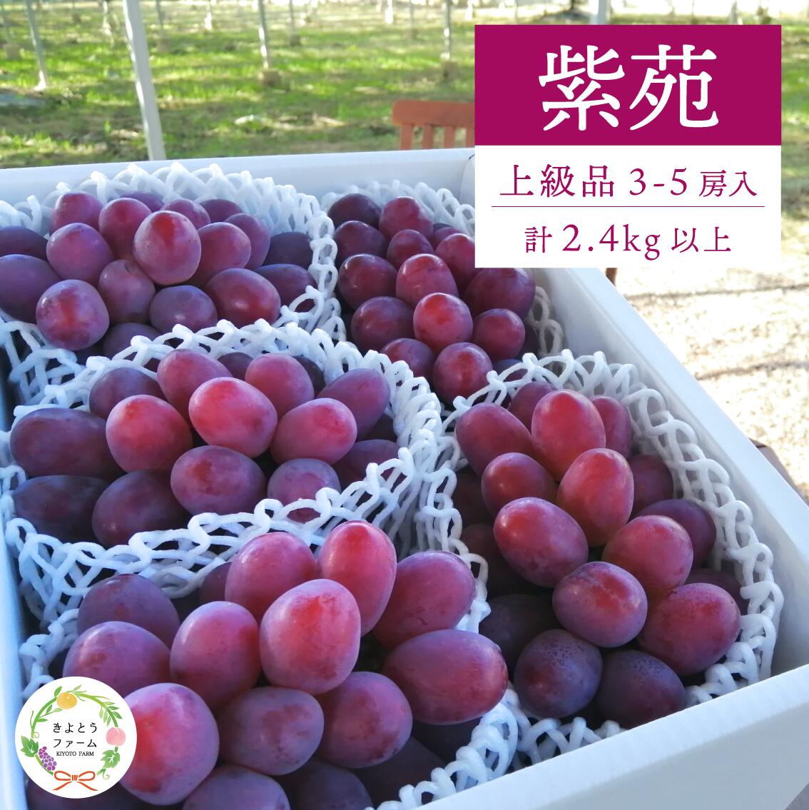 【特選品】ワインレッドの葡萄「紫苑(しえん)」 3-5房/計2.4kg~(岡山県産) / ぶどう ブドウ 葡萄 先行予約 フルーツ 果物 真庭市 フルーツ王国 きよとう果樹園 【KF-B046-03】