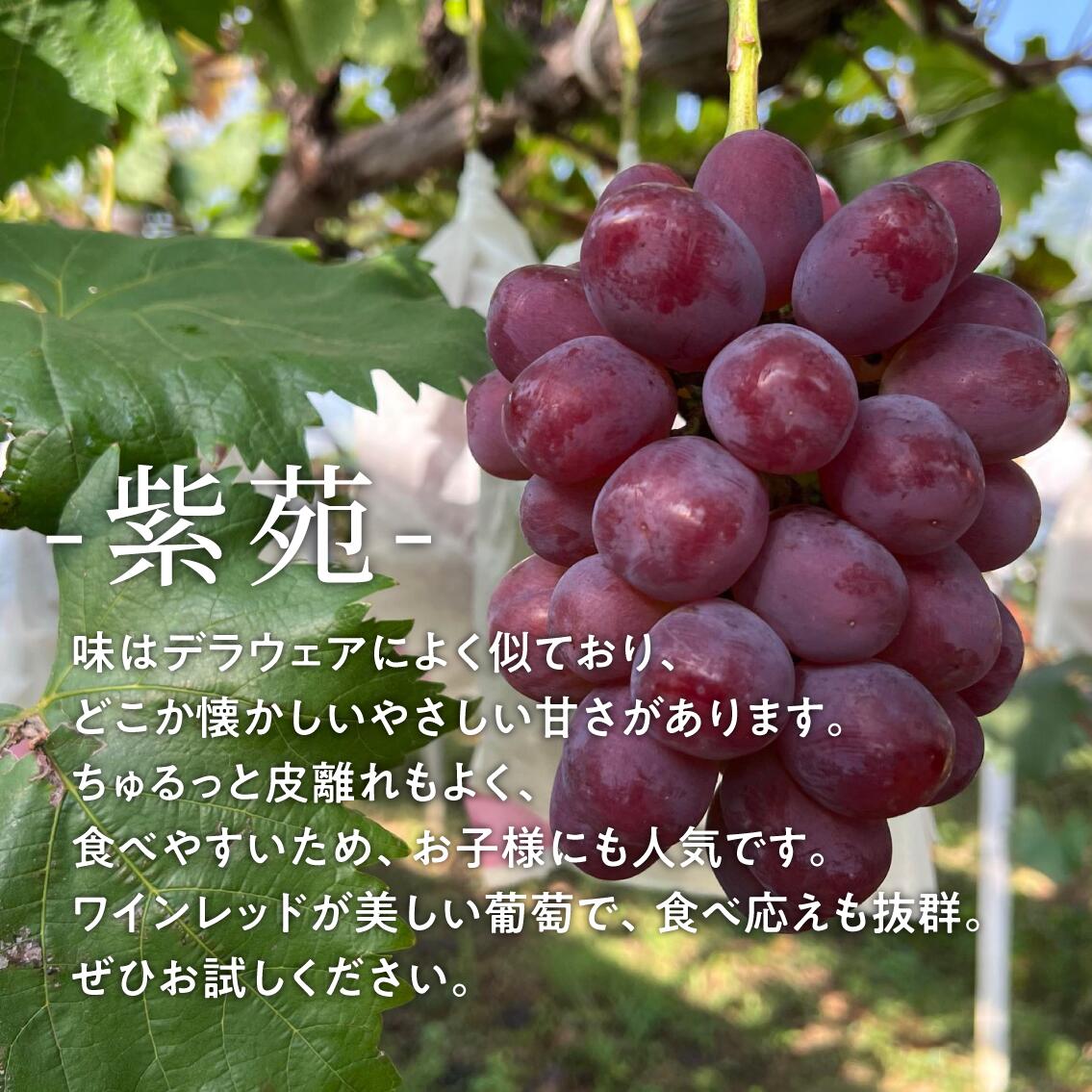 【特選品】ワインレッドの葡萄「紫苑(しえん)」 3-5房/計2.4kg~(岡山県産) / ぶどう ブドウ 葡萄 先行予約 フルーツ 果物 真庭市 フルーツ王国 きよとう果樹園 【KF-B046-03】