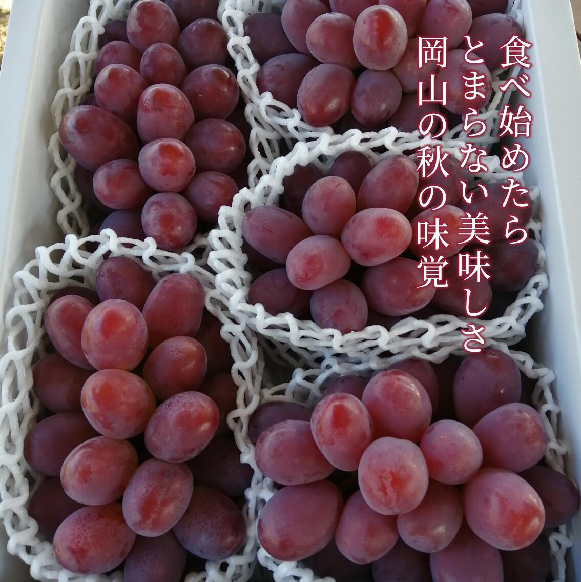 【特選品】ワインレッドの葡萄「紫苑(しえん)」 3-5房/計2.4kg~(岡山県産) / ぶどう ブドウ 葡萄 先行予約 フルーツ 果物 真庭市 フルーツ王国 きよとう果樹園 【KF-B046-03】