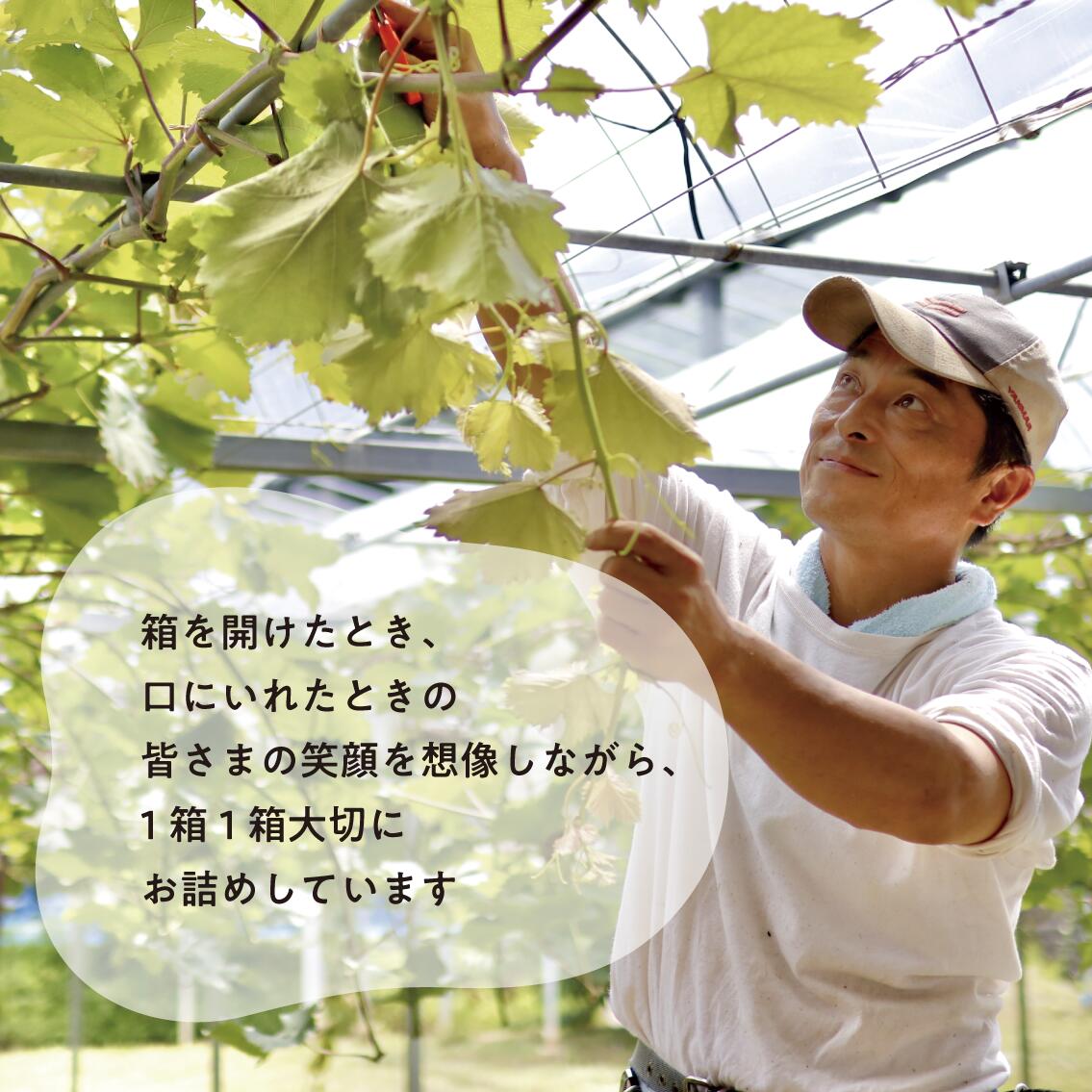 【特選品】ワインレッドの葡萄「紫苑(しえん)」 3-5房/計2.4kg~(岡山県産) / ぶどう ブドウ 葡萄 先行予約 フルーツ 果物 真庭市 フルーツ王国 きよとう果樹園 【KF-B046-03】
