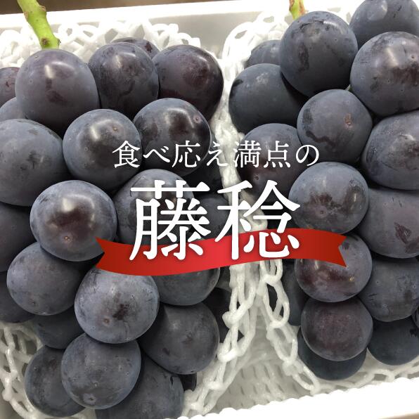 ぶどう【2026年先行予約】大粒のボッケーネ(藤稔) 特大 2房 計1.3kg~ ふじみのり 藤稔