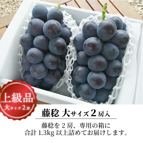 ぶどう【2026年先行予約】大粒のボッケーネ(藤稔) 特大 2房 計1.3kg~ ふじみのり 藤稔
