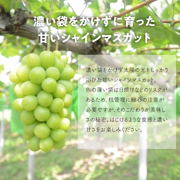 【2026年先行予約９月発送開始】シャインマスカット 大粒厳選品 1房 700g～ ｜ シャインマスカット 果物 フルーツ マスカット くだもの 先行予約 ブドウ 葡萄 ぶどう 真庭市　シャインマスカ