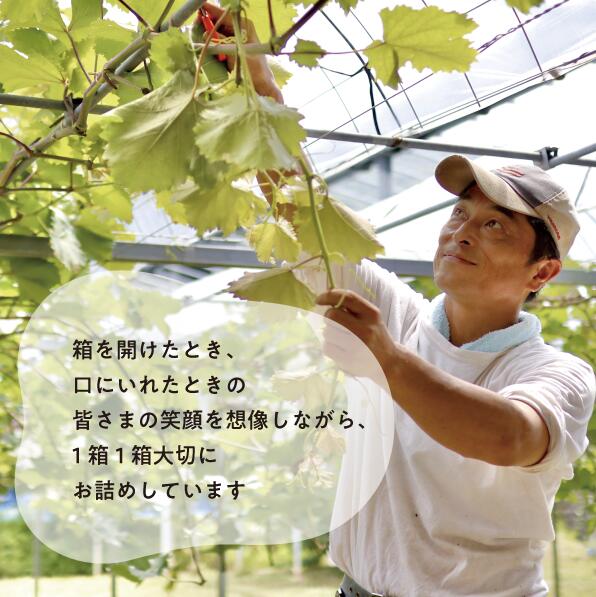 【2026年先行予約９月発送開始】シャインマスカット 大粒厳選品 1房 700g～ ｜ シャインマスカット 果物 フルーツ マスカット くだもの 先行予約 ブドウ 葡萄 ぶどう 真庭市　シャインマスカ