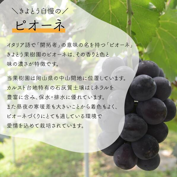 【2026年先行予約】岡山県産特大ピオーネ 種なし 2房入 計1.3kg以上 ご家庭用 ｜ピオーネ 岡山ピオーネ ピオーネ ぴおーね ぶどう 葡萄 ブドウ 果物 フルーツ 種無し 産地直送 農家直送