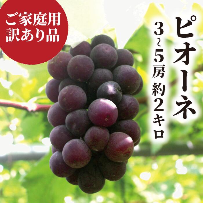【訳あり】ピオーネ 3-5房入/計2kg~ ご家庭用 種なし (岡山県産) |ピオーネ 岡山ピオーネ ピオーネ ぴおーね ぶどう 葡萄 ブドウ 果物 フルーツ 種無し 産地直送 農家直送 岡山県 ピオ