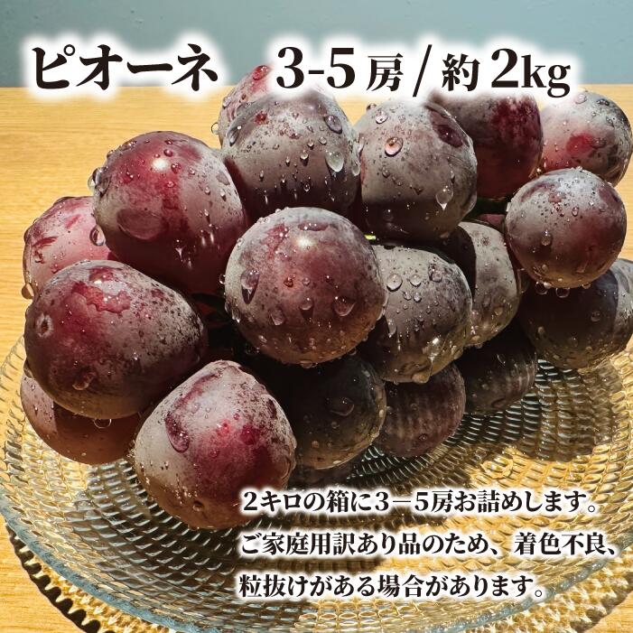 【訳あり】ピオーネ 3-5房入/計2kg~ ご家庭用 種なし (岡山県産) |ピオーネ 岡山ピオーネ ピオーネ ぴおーね ぶどう 葡萄 ブドウ 果物 フルーツ 種無し 産地直送 農家直送 岡山県 ピオ
