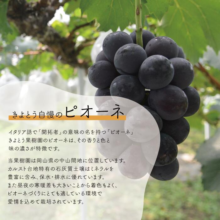 【訳あり】ピオーネ 3-5房入/計2kg~ ご家庭用 種なし (岡山県産) |ピオーネ 岡山ピオーネ ピオーネ ぴおーね ぶどう 葡萄 ブドウ 果物 フルーツ 種無し 産地直送 農家直送 岡山県 ピオ