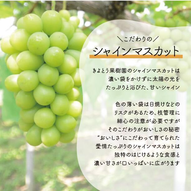 【2026年9月以降発送開始】シャインマスカット&ニューピオーネ 詰め合わせ 上級品 3-5房 2.0kg以上  ｜ ぶどう 葡萄 果物 岡山県産 送料無料 ギフト 種なし スイーツ シャインマスカッ