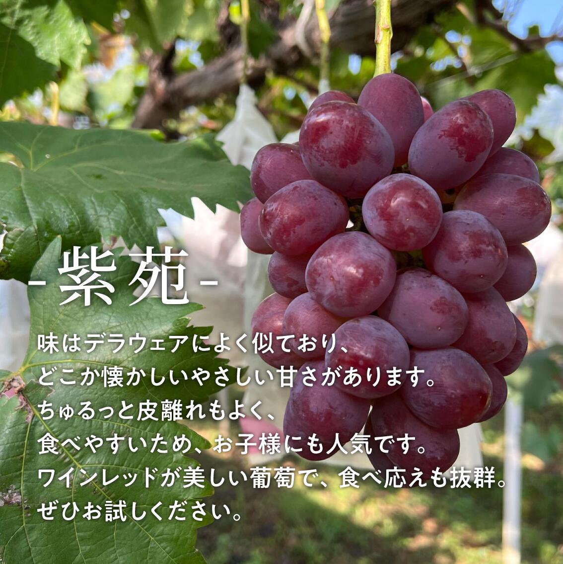 【2026年先行予約】訳ありご家庭用 紫苑(しえん)/ 約2.2kg (岡山県産) 【KF-B085-03】