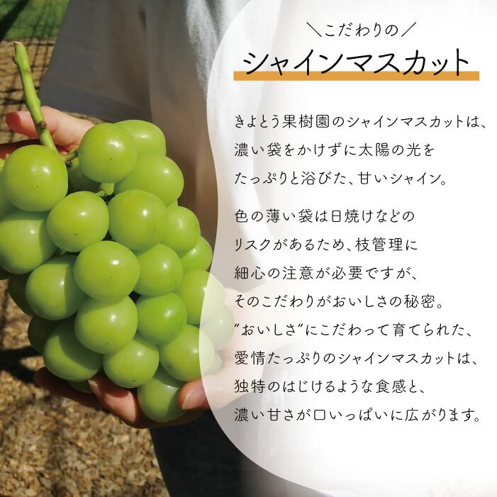 岡山県産ピオーネ＆シャインマスカット 上級品 特大2房 /計1.3kg～ ｜ シャインマスカット ピオーネ しゃいんますかっと ピオーネ シャインマスカット 果物 フルーツ マスカット ぴおーね ます