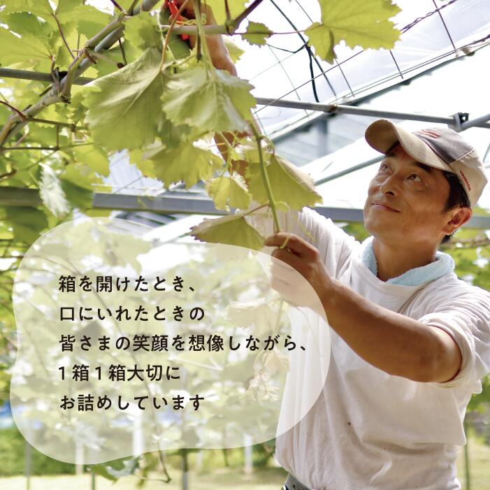 岡山県産ピオーネ＆シャインマスカット 上級品 特大2房 /計1.3kg～ ｜ シャインマスカット ピオーネ しゃいんますかっと ピオーネ シャインマスカット 果物 フルーツ マスカット ぴおーね ます