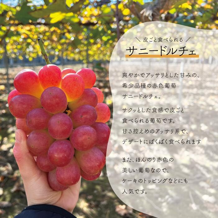 ぶどう 食べ比べ シャインマスカット＆サニードルチェ/約2.2kg 訳あり 岡山県産【2026年先行予約】 ｜ぶどう 葡萄 詰め合わせ 詰合せ 食べ比べ 果物 くだもの フルーツ 産地直送 きよとうフ