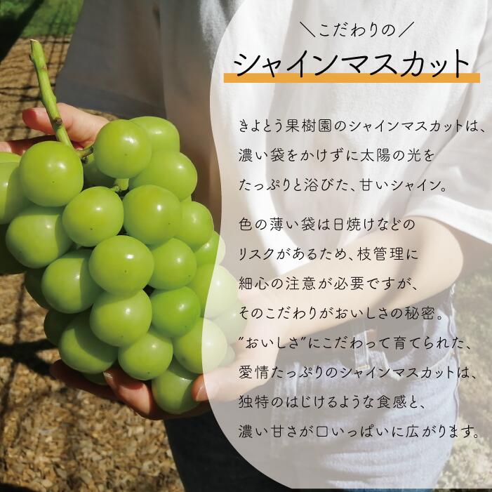 ぶどう 食べ比べ シャインマスカット＆サニードルチェ/約2.2kg 訳あり 岡山県産【2026年先行予約】 ｜ぶどう 葡萄 詰め合わせ 詰合せ 食べ比べ 果物 くだもの フルーツ 産地直送 きよとうフ