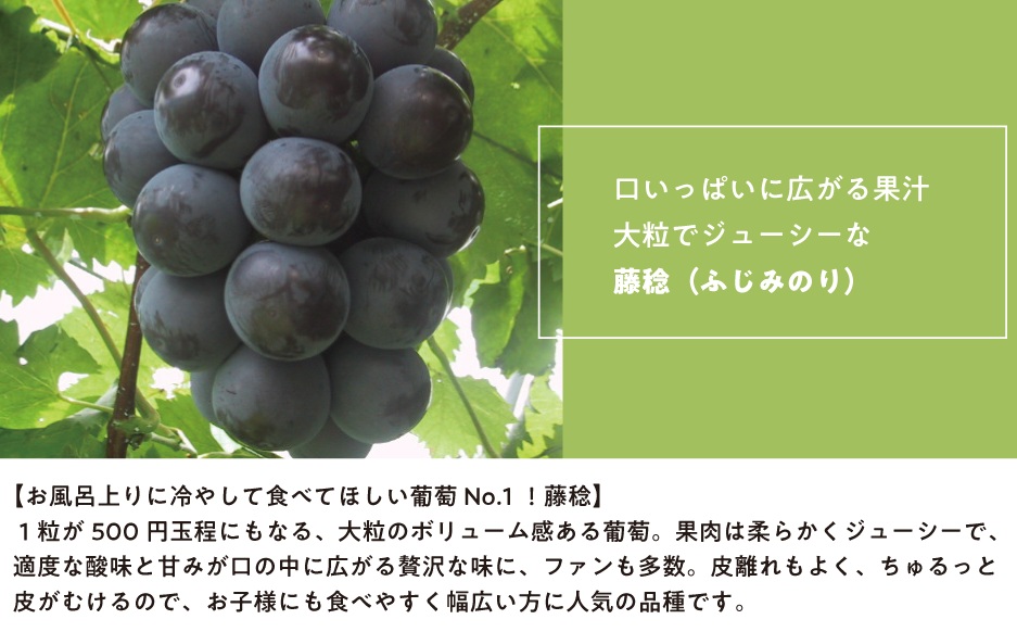 【訳あり】 ボッケーネ(藤稔) 約2.4kg 種なし (岡山県産) /  岡山 真庭 ピオーネ 高級 2.4kg 真庭市 大粒 葡萄 果物 フルーツ 濃厚 人気 数量限定【KF-B090-02】