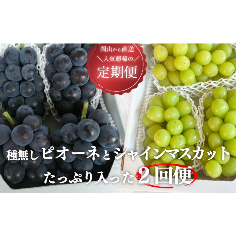 ピオーネとシャインマスカット、たっぷり2kgの2回便！(定期便) (岡山県産)｜ ぶどう 葡萄 果物 くだもの フルーツ 送料無料 岡山県 岡山　ぶどう 粒 数量限定 産地直送 農家直送 旬 甘い 真