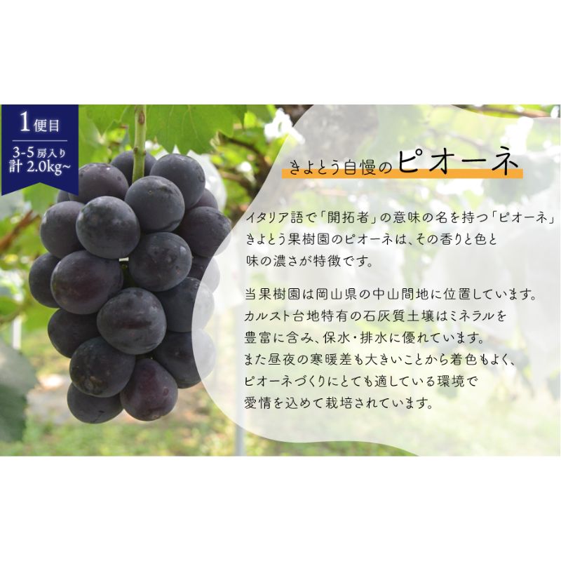 ピオーネとシャインマスカット、たっぷり2kgの2回便！(定期便) (岡山県産)｜ ぶどう 葡萄 果物 くだもの フルーツ 送料無料 岡山県 岡山　ぶどう 粒 数量限定 産地直送 農家直送 旬 甘い 真