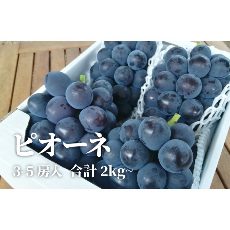 ピオーネとシャインマスカット、たっぷり2kgの2回便！(定期便) (岡山県産)｜ ぶどう 葡萄 果物 くだもの フルーツ 送料無料 岡山県 岡山　ぶどう 粒 数量限定 産地直送 農家直送 旬 甘い 真