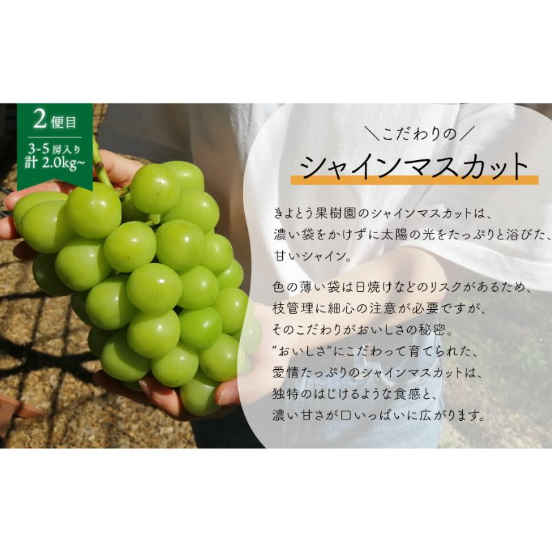 ピオーネとシャインマスカット、たっぷり2kgの2回便！(定期便) (岡山県産)｜ ぶどう 葡萄 果物 くだもの フルーツ 送料無料 岡山県 岡山　ぶどう 粒 数量限定 産地直送 農家直送 旬 甘い 真