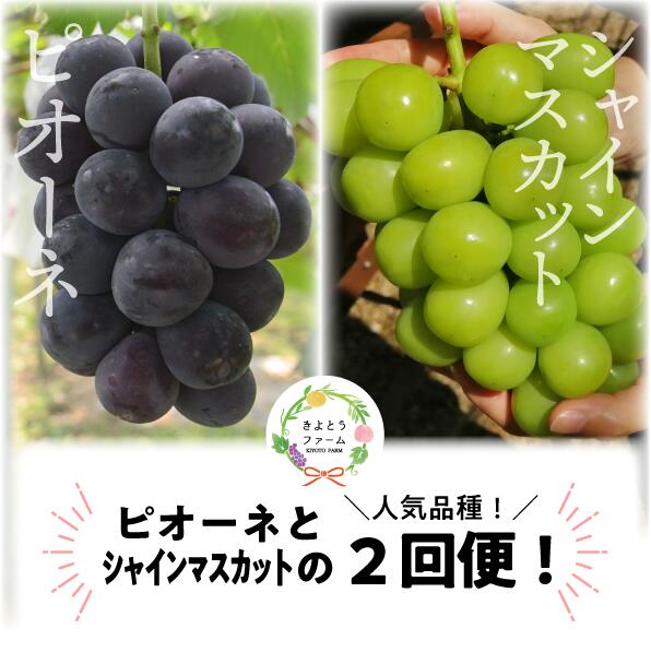 岡山県産ピオーネ＆シャインマスカット 特大2房が届く2回定期便  ｜ シャインマスカット ピオーネ しゃいんますかっと ピオーネ シャインマスカット 果物 フルーツ マスカット ぴおーね ますかっと