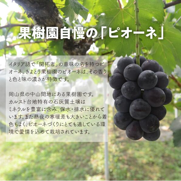 岡山県産ピオーネ＆シャインマスカット 特大2房が届く2回定期便  ｜ シャインマスカット ピオーネ しゃいんますかっと ピオーネ シャインマスカット 果物 フルーツ マスカット ぴおーね ますかっと