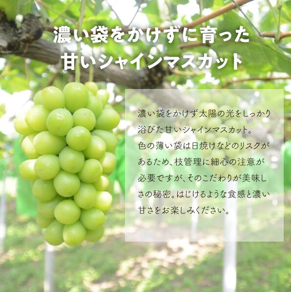 岡山県産ピオーネ＆シャインマスカット 特大2房が届く2回定期便  ｜ シャインマスカット ピオーネ しゃいんますかっと ピオーネ シャインマスカット 果物 フルーツ マスカット ぴおーね ますかっと