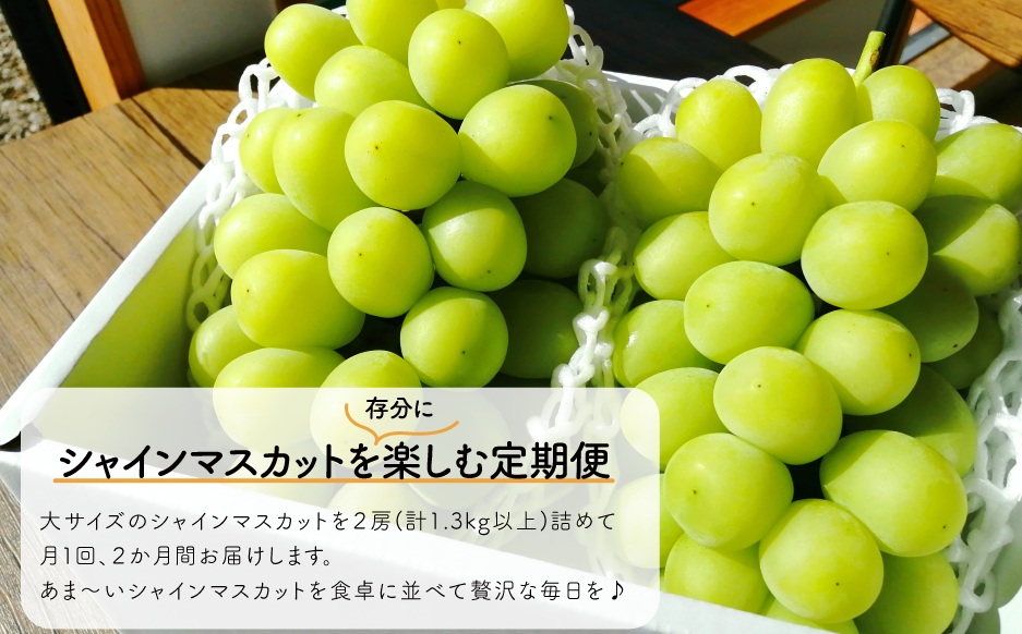 岡山のシャインマスカットを楽しむ満足2回便！特大２房×２回/全便計2.6kg～ (定期便)(岡山県産)　｜ ぶどう 葡萄 果物 岡山県産 送料無料 ギフト 種なし スイーツ 葡萄 ぶどう 産地直送 農