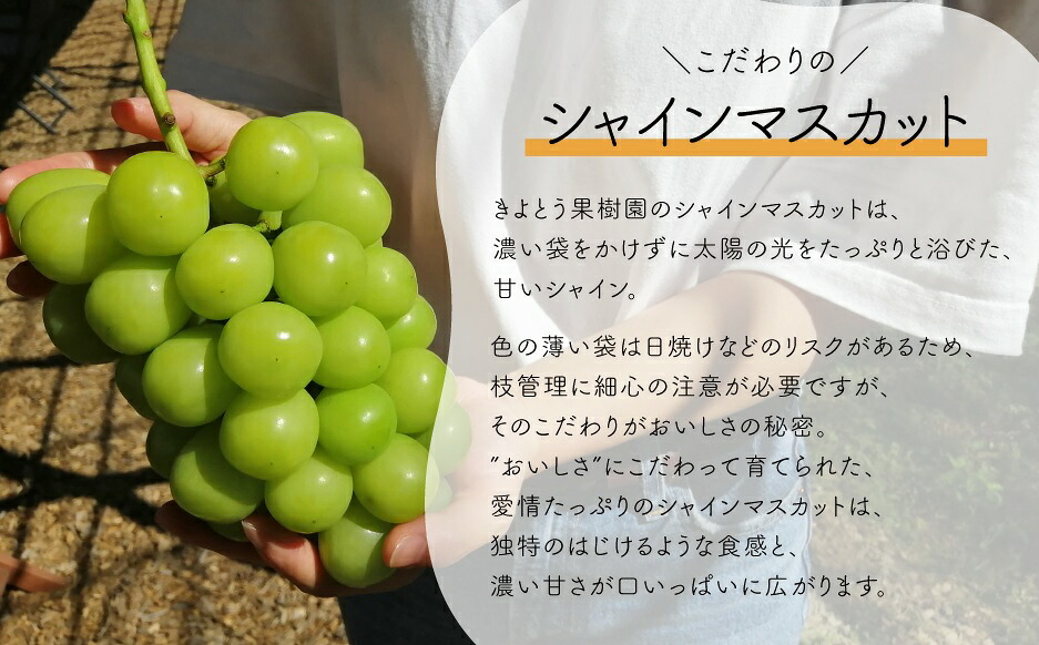 岡山のシャインマスカットを楽しむ満足2回便！特大２房×２回/全便計2.6kg～ (定期便)(岡山県産)　｜ ぶどう 葡萄 果物 岡山県産 送料無料 ギフト 種なし スイーツ 葡萄 ぶどう 産地直送 農