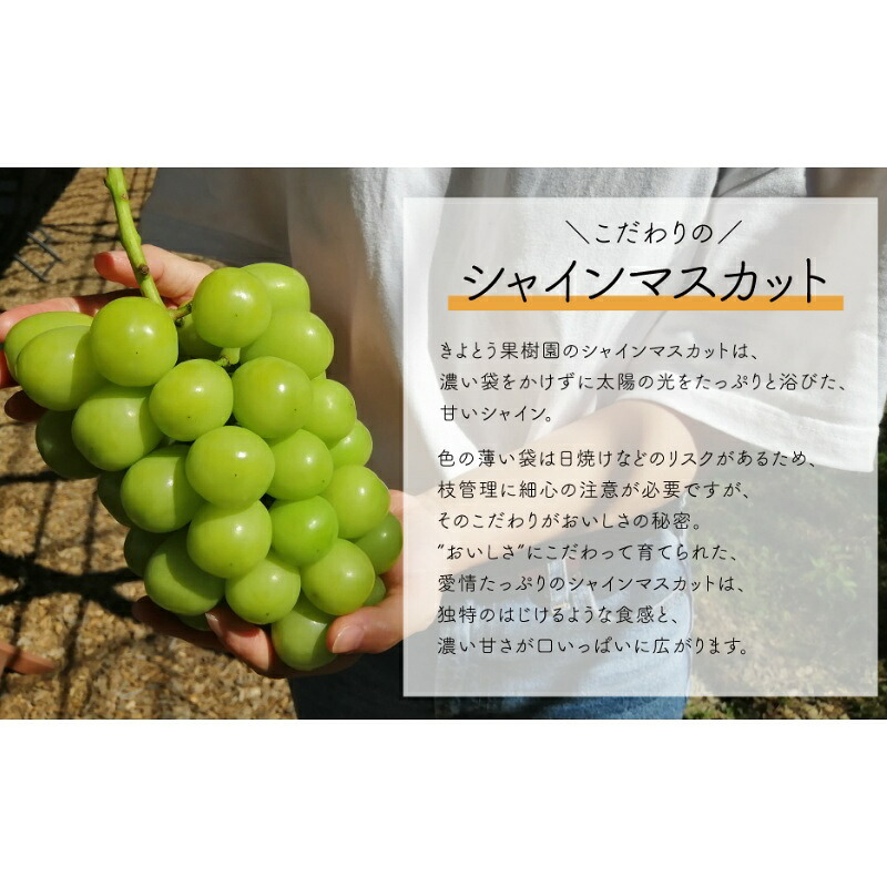 岡山のシャインマスカットを楽しむ満足2回便!3-5房入×2回/全便計4.0kg~ (定期便)(岡山県産)【KF-T046-03】