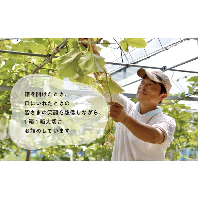 岡山のシャインマスカットを楽しむ満足3回便！3-5房入×3回/全便計6.0kg～ (定期便)(岡山県産)　｜ 岡山 ぶどう シャインマスカット マスカット しゃいんますかっと 葡萄 産地直送 種なし