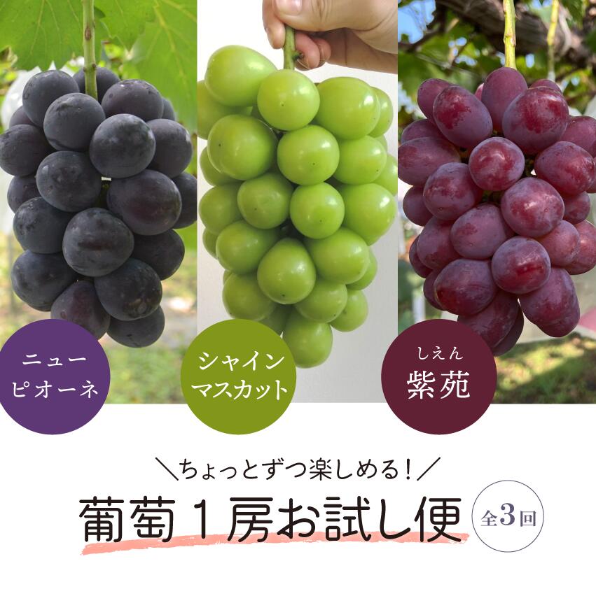【3回定期便】ぶどう 定期便 3種食べ比べ 1房お試し定期便 ピオーネ・シャインマスカット・紫苑の3回便【2026年先行予約】 ｜ シャインマスカット ピオーネ しゃいんますかっと ピオーネ シャイン