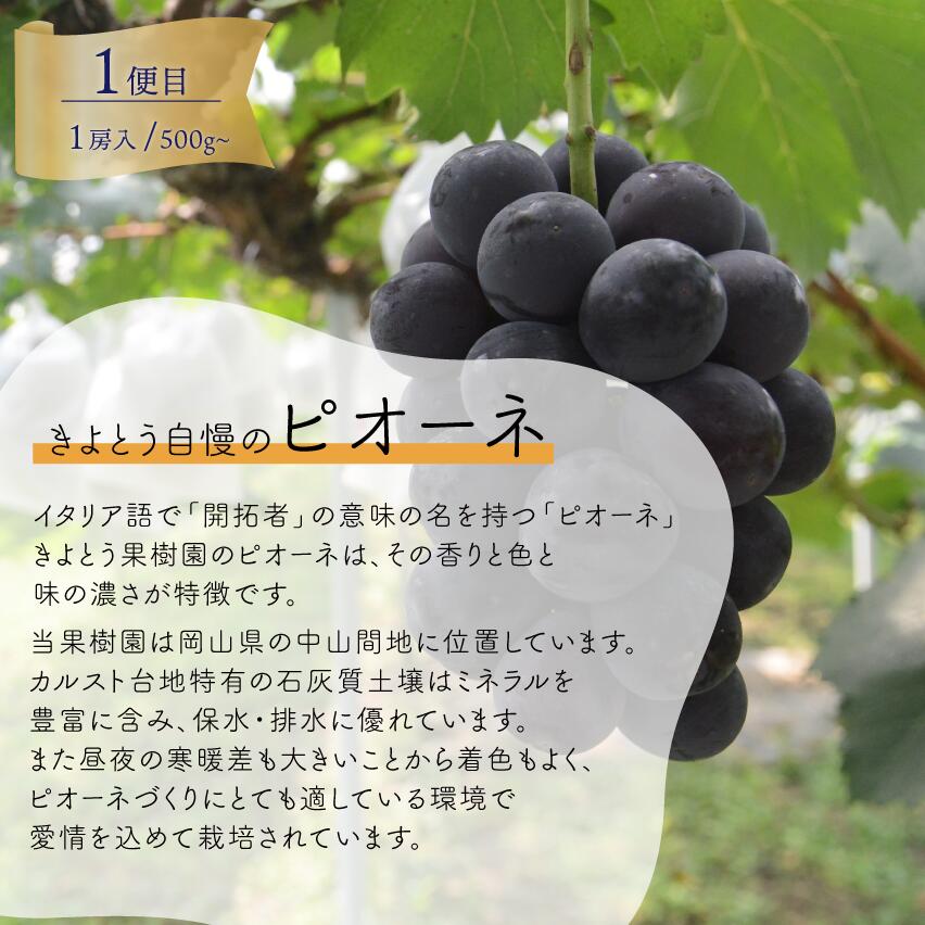 【3回定期便】ぶどう 定期便 3種食べ比べ 1房お試し定期便 ピオーネ・シャインマスカット・紫苑の3回便【2026年先行予約】 ｜ シャインマスカット ピオーネ しゃいんますかっと ピオーネ シャイン