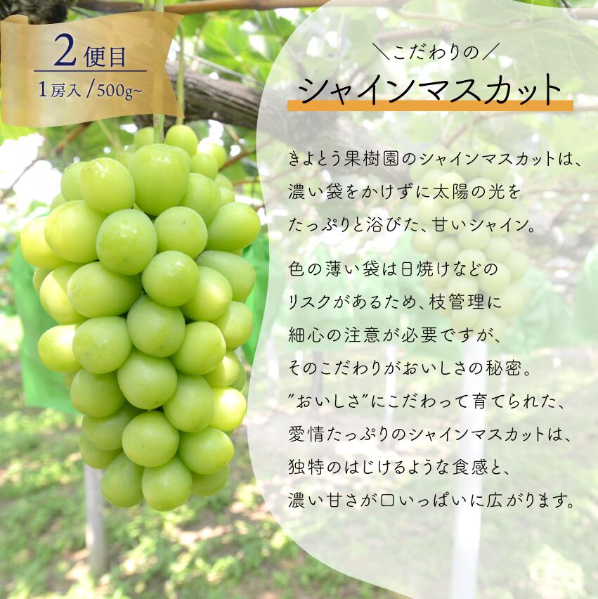 【3回定期便】ぶどう 定期便 3種食べ比べ 1房お試し定期便 ピオーネ・シャインマスカット・紫苑の3回便【2026年先行予約】 ｜ シャインマスカット ピオーネ しゃいんますかっと ピオーネ シャイン