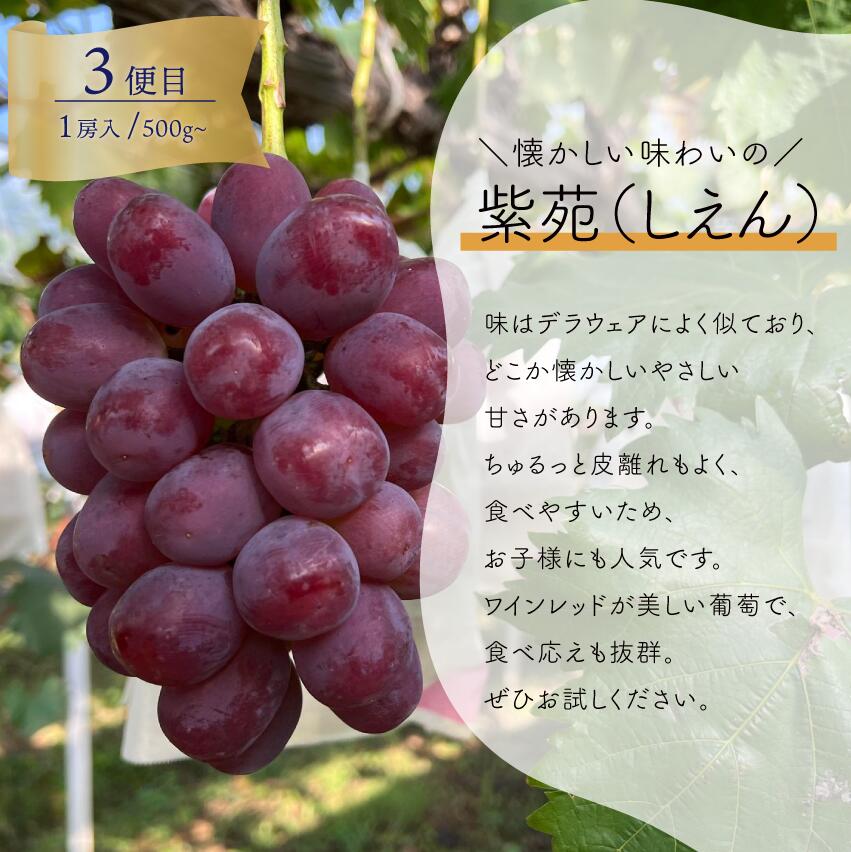 【3回定期便】ぶどう 定期便 3種食べ比べ 1房お試し定期便 ピオーネ・シャインマスカット・紫苑の3回便【2026年先行予約】 ｜ シャインマスカット ピオーネ しゃいんますかっと ピオーネ シャイン