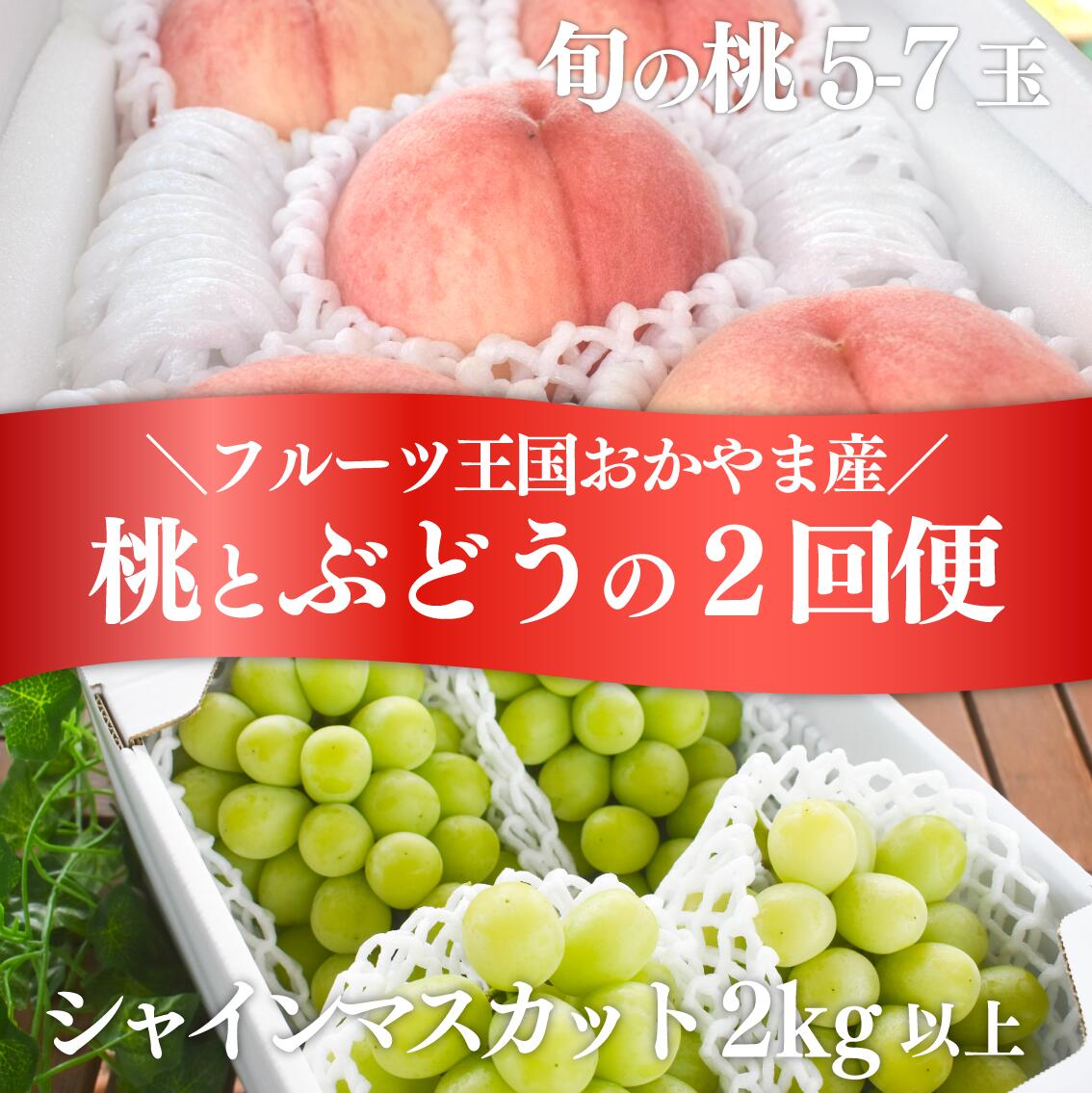 【定期便２回】桃も葡萄もしっかり食べたい！旬桃とシャインマスカットの満足定期便 ｜ 岡山県 フルーツ もも 桃 モモ 人気 桃 もも 新鮮 旬 真庭市 果物 フルーツ もも 桃 ピーチ 贈答 ギフト