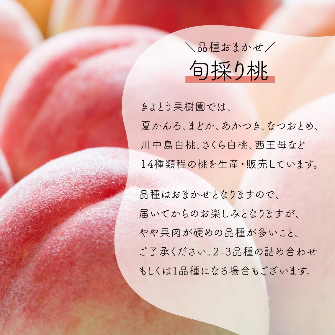 【定期便２回】桃も葡萄もしっかり食べたい！旬桃とシャインマスカットの満足定期便 ｜ 岡山県 フルーツ もも 桃 モモ 人気 桃 もも 新鮮 旬 真庭市 果物 フルーツ もも 桃 ピーチ 贈答 ギフト