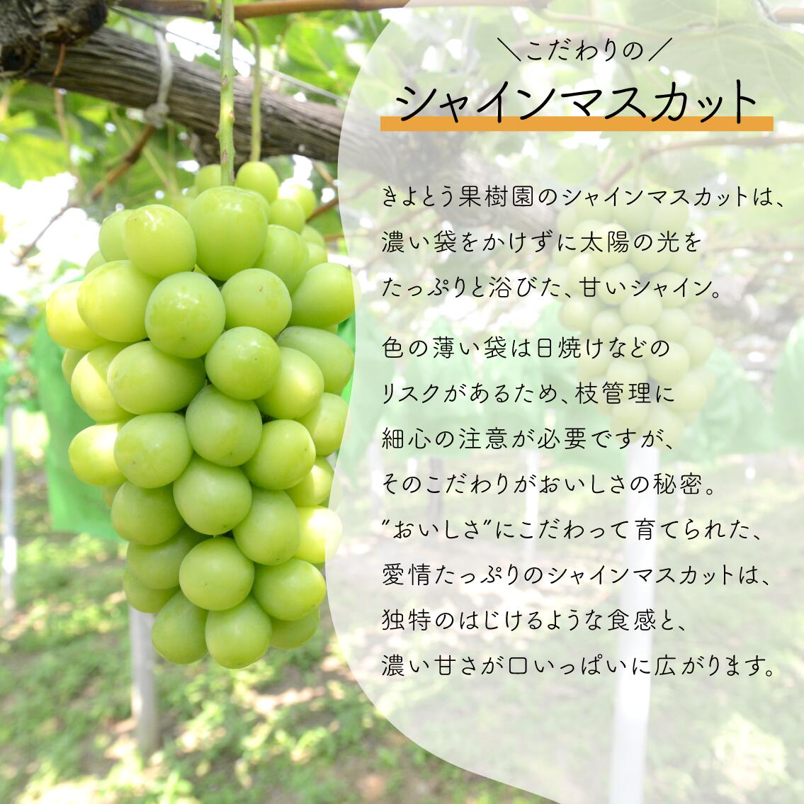 【定期便２回】桃も葡萄もしっかり食べたい！旬桃とシャインマスカットの満足定期便 ｜ 岡山県 フルーツ もも 桃 モモ 人気 桃 もも 新鮮 旬 真庭市 果物 フルーツ もも 桃 ピーチ 贈答 ギフト