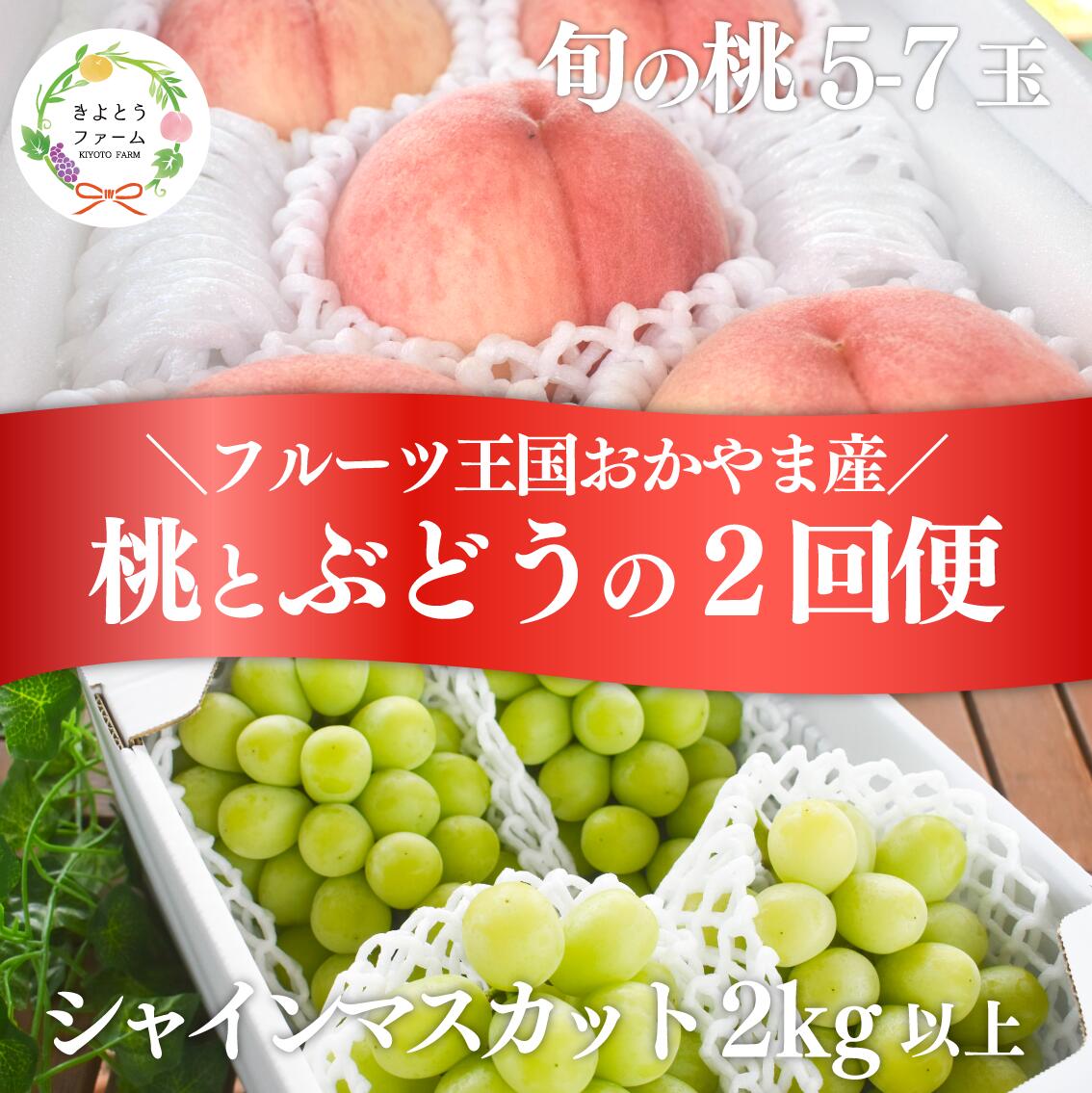 【定期便２回】桃も葡萄もしっかり食べたい！旬桃とシャインマスカットの満足定期便 ｜ 岡山県 フルーツ もも 桃 モモ 人気 桃 もも 新鮮 旬 真庭市 果物 フルーツ もも 桃 ピーチ 贈答 ギフト