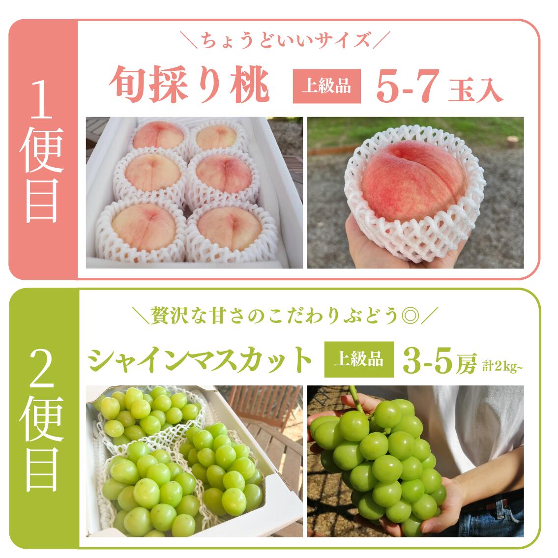【定期便２回】桃も葡萄もしっかり食べたい！旬桃とシャインマスカットの満足定期便 ｜ 岡山県 フルーツ もも 桃 モモ 人気 桃 もも 新鮮 旬 真庭市 果物 フルーツ もも 桃 ピーチ 贈答 ギフト
