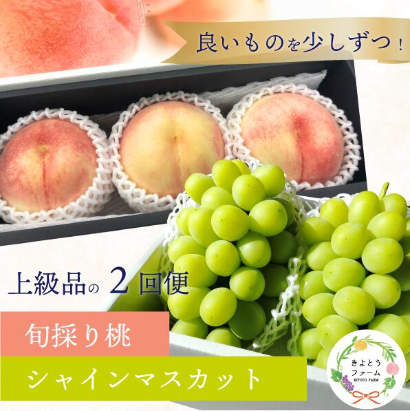 量より質！厳選した大玉桃と大粒のシャインマスカットが届く２回便！ (定期便)(岡山県産) 【2026年先行予約】 【KF-T063-01】