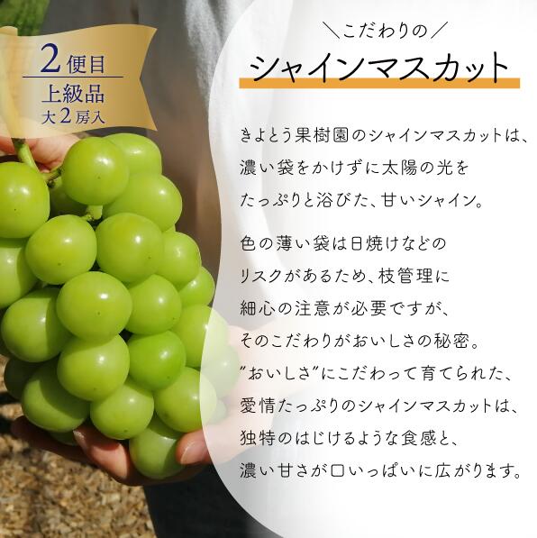 量より質！厳選した大玉桃と大粒のシャインマスカットが届く２回便！ (定期便)(岡山県産) 【2026年先行予約】 【KF-T063-01】