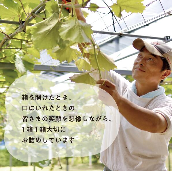 量より質！厳選した大玉桃と大粒のシャインマスカットが届く２回便！ (定期便)(岡山県産) 【2026年先行予約】 【KF-T063-01】