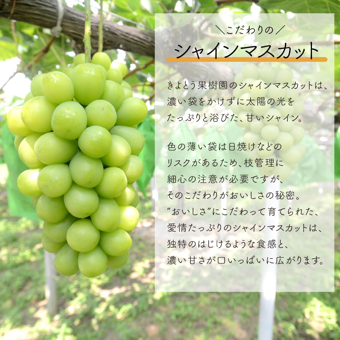 岡山のシャインマスカットを楽しむ満足2回便！大3-5房入×2回/全便計4.8kg～ (定期便)(岡山県産)｜ 岡山 ぶどう シャインマスカット マスカット しゃいんますかっと 葡萄 産地直送 種なし